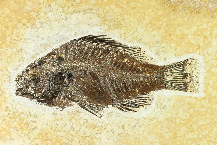 Bargain, Fossil Fish (Cockerellites) - Wyoming #144168